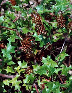 APII jpeg image of Grevillea ilicifolia  © contact APII