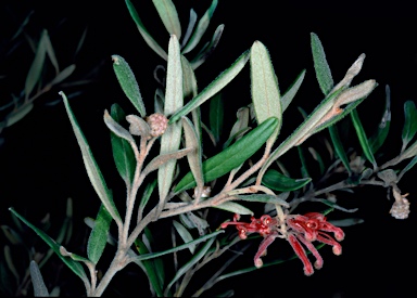 APII jpeg image of Grevillea irrasa subsp. didymochiton  © contact APII