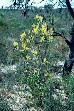 APII jpeg image of Grevillea shuttleworthiana subsp. canarina  © contact APII