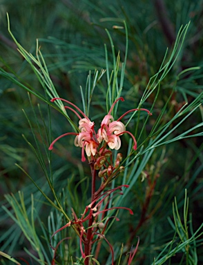 APII jpeg image of Grevillea johnsonii  © contact APII