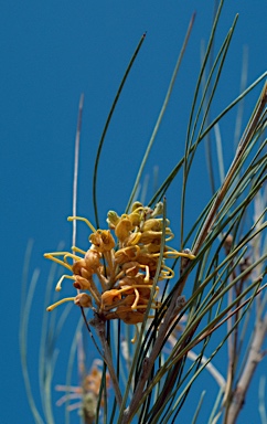 APII jpeg image of Grevillea juncifolia  © contact APII