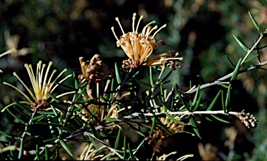 APII jpeg image of Grevillea juniperina subsp. amphitricha  © contact APII