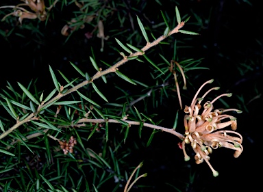 APII jpeg image of Grevillea juniperina subsp. villosa  © contact APII