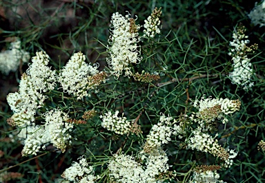 APII jpeg image of Grevillea leptopoda  © contact APII