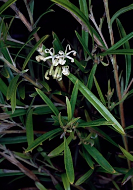 APII jpeg image of Grevillea humilis subsp. maritima  © contact APII