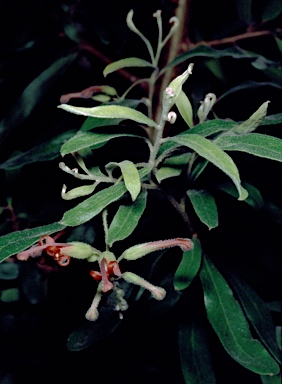 APII jpeg image of Grevillea linsmithii  © contact APII