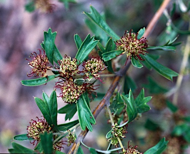 APII jpeg image of Grevillea manglesioides subsp. manglesioides  © contact APII