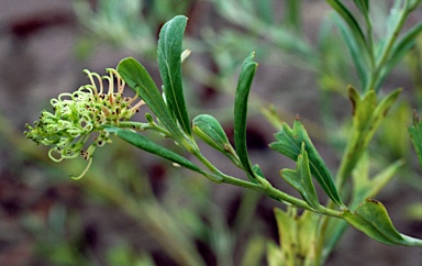 APII jpeg image of Grevillea manglesioides  © contact APII