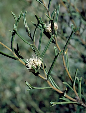 APII jpeg image of Grevillea marriottii  © contact APII