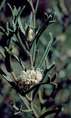 APII jpeg image of Grevillea marriottii  © contact APII