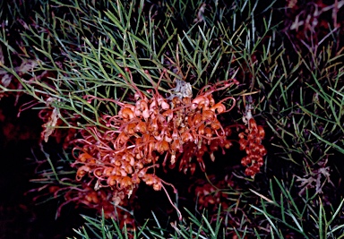 APII jpeg image of Grevillea maxwellii  © contact APII