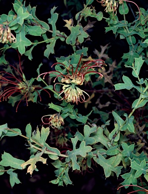 APII jpeg image of Grevillea maccutcheonii  © contact APII