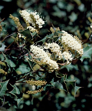 APII jpeg image of Grevillea monticola  © contact APII