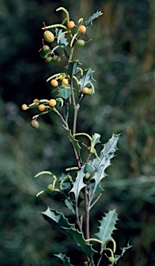 APII jpeg image of Grevillea monticola  © contact APII