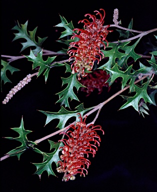 APII jpeg image of Grevillea montis-cole subsp. brevistyla  © contact APII