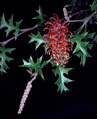 APII jpeg image of Grevillea montis-cole subsp. brevistyla  © contact APII