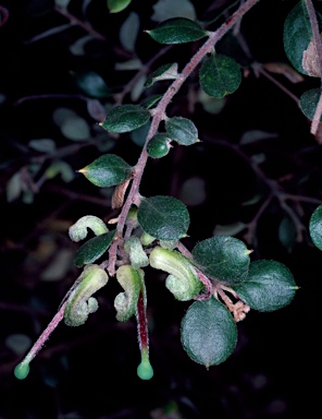 APII jpeg image of Grevillea mucronulata  © contact APII