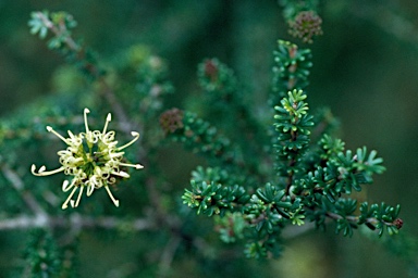 APII jpeg image of Grevillea murex  © contact APII