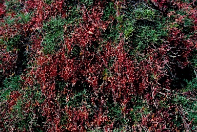APII jpeg image of Grevillea nana subsp. abbreviata  © contact APII