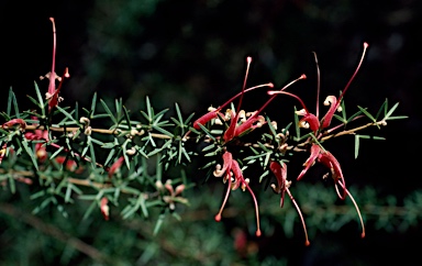 APII jpeg image of Grevillea newbeyi  © contact APII