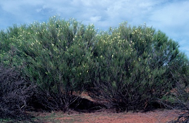 APII jpeg image of Grevillea obliquistigma  © contact APII