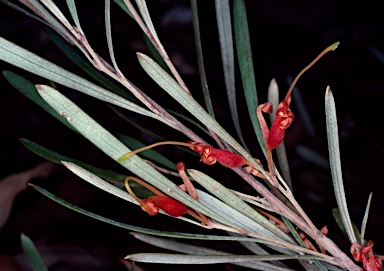 APII jpeg image of Grevillea oligantha  © contact APII