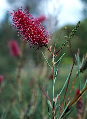 APII jpeg image of Grevillea oligomera  © contact APII