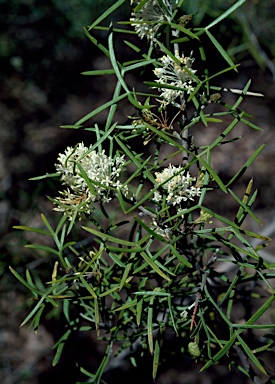 APII jpeg image of Grevillea triloba  © contact APII