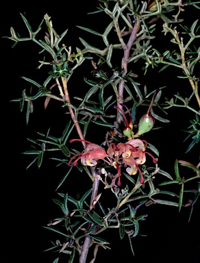 APII jpeg image of Grevillea patentiloba subsp. patentiloba  © contact APII