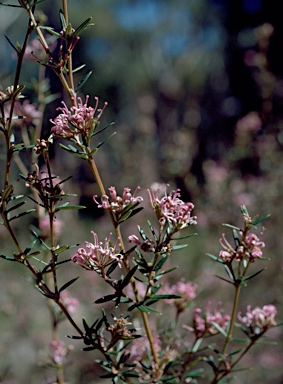 APII jpeg image of Grevillea patulifolia  © contact APII