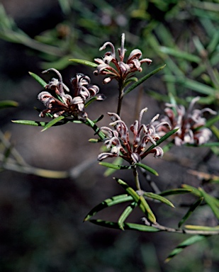 APII jpeg image of Grevillea phylicoides  © contact APII
