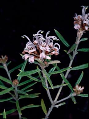 APII jpeg image of Grevillea phylicoides  © contact APII