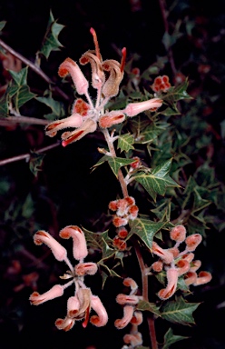 APII jpeg image of Grevillea pilosa subsp. pilosa  © contact APII