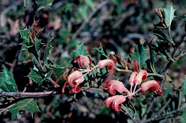 APII jpeg image of Grevillea pilosa subsp. pilosa  © contact APII