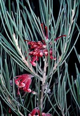 APII jpeg image of Grevillea pityophylla  © contact APII