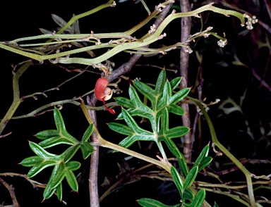 APII jpeg image of Grevillea patentiloba subsp. platypoda  © contact APII