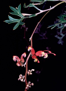 APII jpeg image of Grevillea patentiloba subsp. platypoda  © contact APII