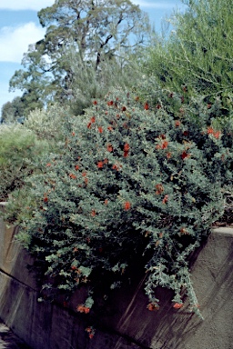 APII jpeg image of Grevillea preissii subsp. glabrilimba  © contact APII