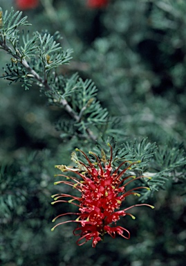 APII jpeg image of Grevillea preissii subsp. glabrilimba  © contact APII
