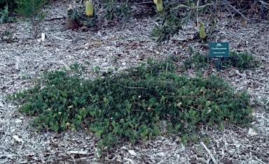 APII jpeg image of Grevillea prostrata  © contact APII