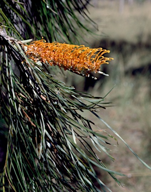 APII jpeg image of Grevillea pteridifolia  © contact APII