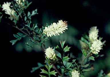 APII jpeg image of Grevillea pulchella subsp. ascendens  © contact APII