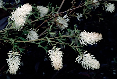 APII jpeg image of Grevillea pulchella subsp. ascendens  © contact APII