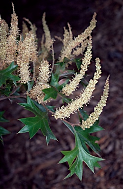 APII jpeg image of Grevillea ramosissima subsp. ramosissima  © contact APII