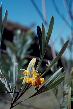 APII jpeg image of Grevillea refracta subsp. glandulifera  © contact APII