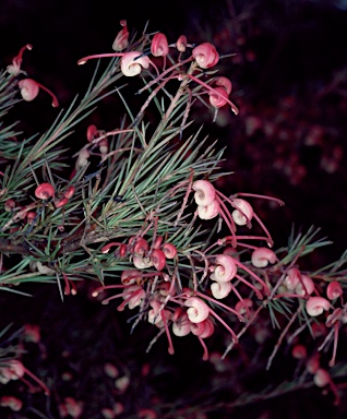 APII jpeg image of Grevillea rosmarinifolia  © contact APII