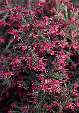 APII jpeg image of Grevillea rosmarinifolia 'Nana'  © contact APII