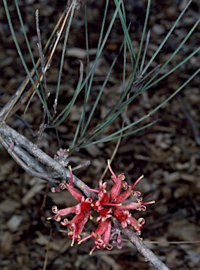 APII jpeg image of Grevillea sarissa subsp. rectitepala  © contact APII
