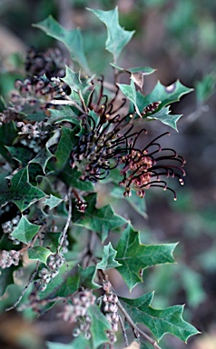 APII jpeg image of Grevillea scortechinii subsp. sarmentosa  © contact APII