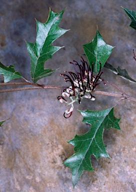 APII jpeg image of Grevillea scortechinii subsp. scortechinii  © contact APII